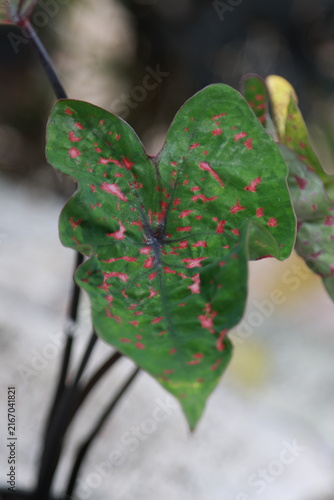 Принти на полотні Close up view of beautiful Caladium houseplant with large white leaves and green veins in the garden