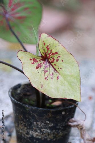 фотографія Close up view of beautiful Caladium houseplant with large white leaves and green veins in the garden