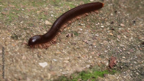 Giant Millipede on a Stone Path: A large, segmented millipede with many legs crawls across a textured stone path, its dark body contrasting with the earthy tones of its surroundings.