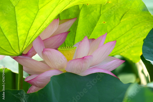 Quadro su tela 葉の間から顔を覗かせる蓮の花