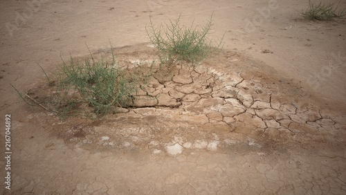 Green desert shrub growing in cracked dry soil patch high angle view for climate change and drought concept