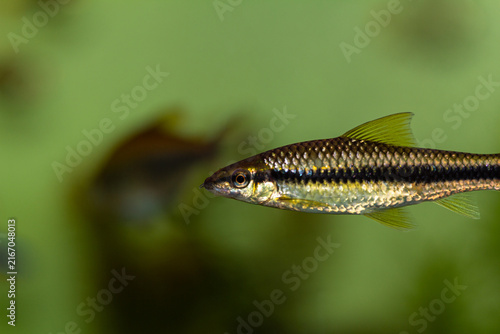 Siamese algae eater fish swimming in a freshwater aquarium