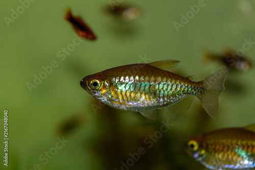 Congo tetra fish swimming in a freshwater aquarium