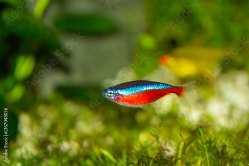 Cardinal tetra fish swimming in a freshwater aquarium