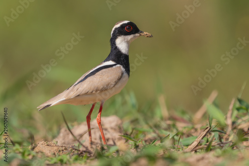 Bild auf Leinwand Pied Plover - Hoploxypterus cayanus, beautiful colored plover native to wetlands and swamps of South America, Pantanal, Brazil