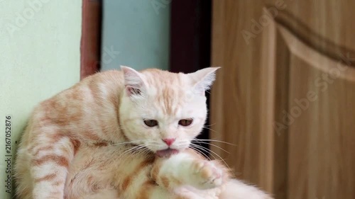 A Cozy Companion: A fluffy, cream-colored kitten with a tabby pattern nestles contentedly against another cat, its eyes gazing softly forward.