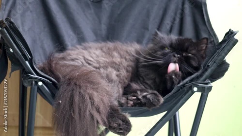 Yawning Black Cat in Chair: A fluffy black cat with long fur stretches languidly, yawning widely while resting comfortably in a black folding chair, its pink tongue visible and fluffy tail curled.