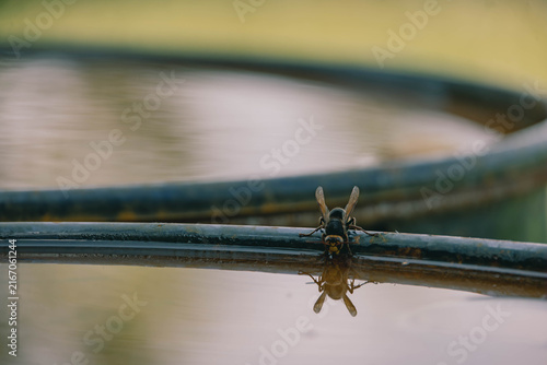 Bild auf Leinwand Macro shot of European hornet looking front drinking water with reflection in ba