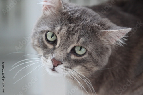 Cat blue color, cute animal
