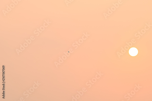 Little lonely bird in the morning sky