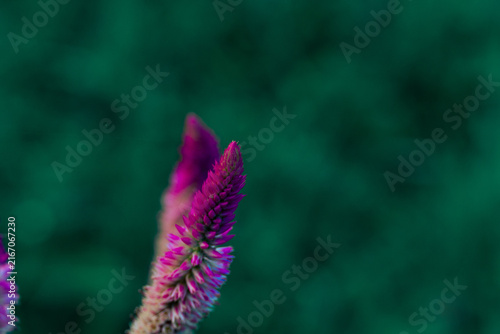 Purple flowers
