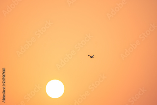 the sun and the bird