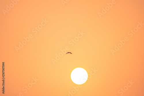 Lonely bird is flying in the warm misty morning