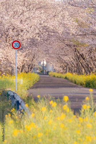 Cherry Blossom Tunnel with Yellow Flowers and a 30 km/h Traffic Sign