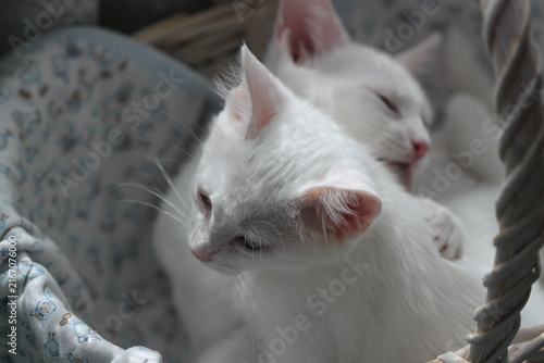 White kittens, very beautiful love on white