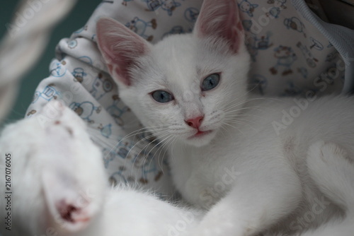 Kitten with blue eyes, very beautiful