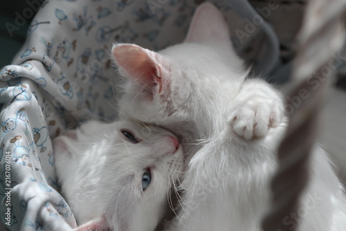 Cat love baby on white, cute pet