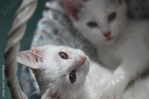 White kitten, very beautiful animal love baby