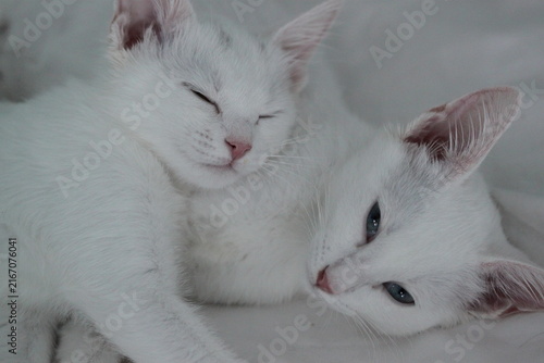White kittens, very beautiful animal