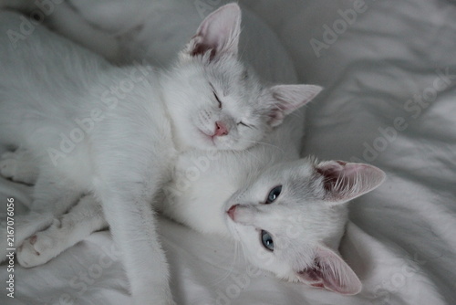 White kittens with blue eyes, very beautiful animal