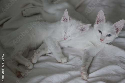 White cats, love baby on white