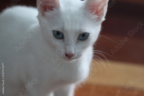 White kitten with blue eyes, very beautiful