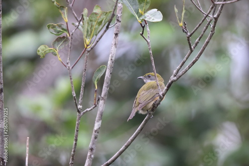 Принти на полотні Yellow-crested manakin (Heterocercus flavivertex), also called the yellow-crowned manakin, is a species of bird in the family Pipridae