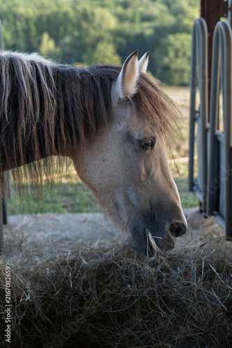 Fotografie Close-Up of Horse Head Eating Dry Hay in Outdoor Barn Stable