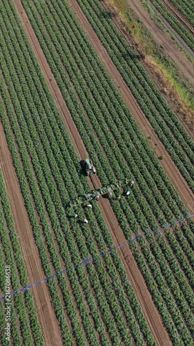Aerial View of Zucchini Harvesters Collecting and Packing Fresh Vegetables into Crates