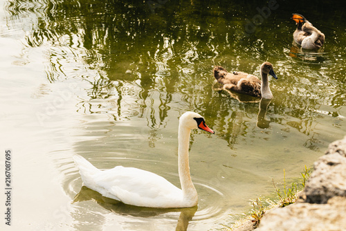 Fotografie Cygne blanc nageant paisiblement sur un étang, accompagné de plusieurs canards en arrière-plan dans un environnement naturel