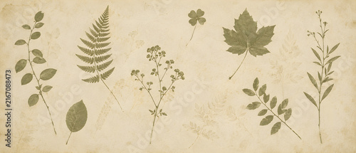 Pressed fern and maple leaf herbarium illustration set