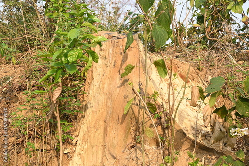Reddish brown tree stump. Its surrounded by low-growing green foliage and dry, bare ground. The stump is the central focus, showing its rugged texture from being cut.
