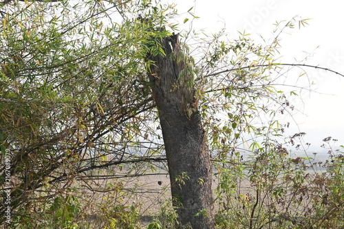 Reddish brown tree stump. Its surrounded by low-growing green foliage and dry, bare ground. The stump is the central focus, showing its rugged texture from being cut.

