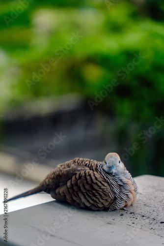 Peaceful Zebra Dove Resting on Concrete Surface Outdoor