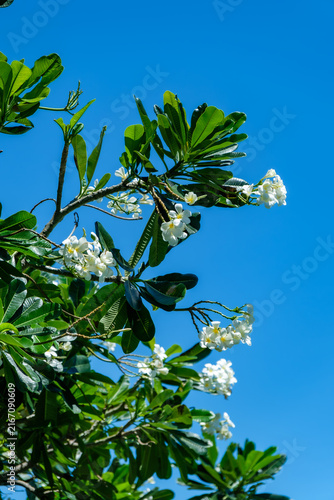 White Plumeria Frangipani Tree Branch under Clear Blue Sky