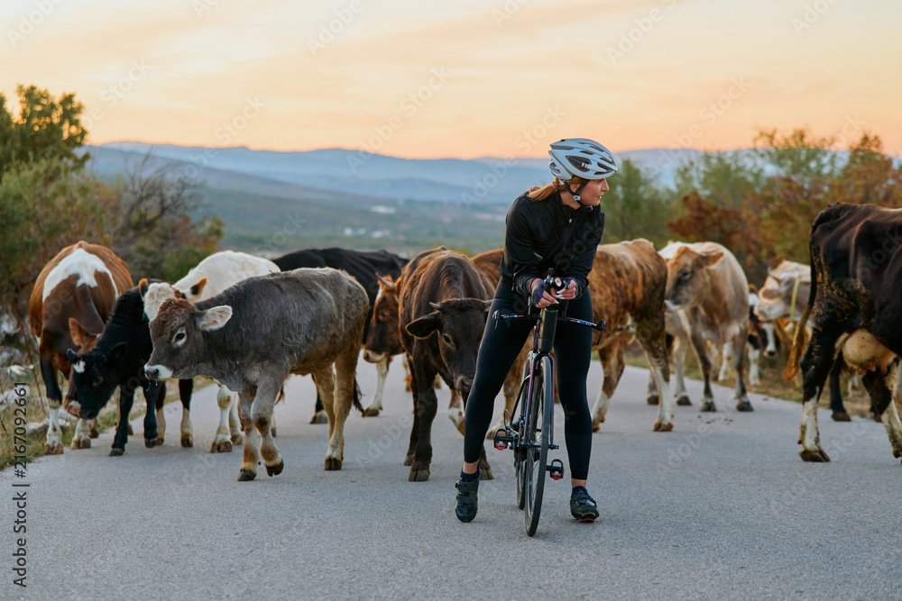 Fototapeta premium Cyclist Waiting on Country Road While Herd of Cows Cross at Sunset in Rural Landscape
