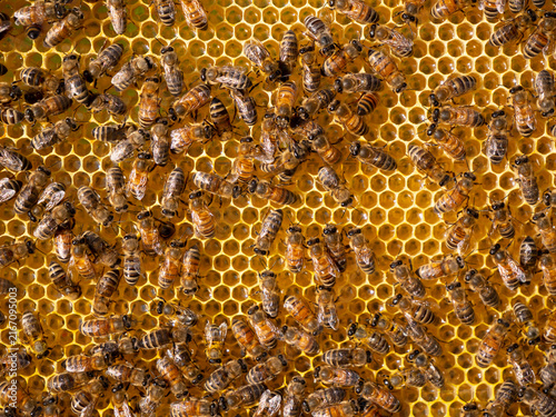 Summer activities of bees inside the hive.