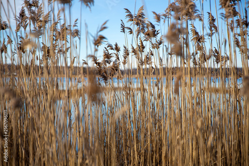 Golden Marsh Reeds on a Coastal Waterway