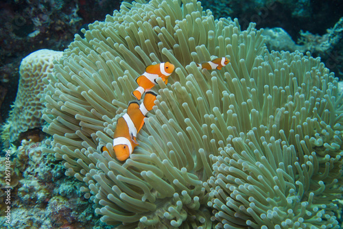 Two orange reef fish fill the center of the frame against dense green anemone tentacles.