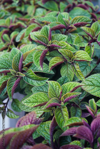 Bild auf Leinwand Lush, textured green leaves of a coleus plant featuring vibrant magenta and purple undersides, showcasing detailed botanical vein patterns