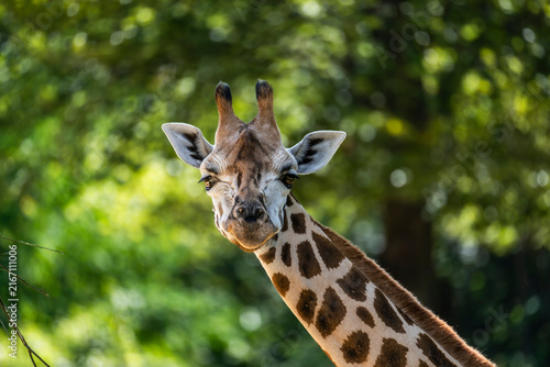 Front-facing giraffe portrait with its head and long neck centered against softly blurred green woodland foliage, showing detailed facial markings, ossicones and large ears with copy space
