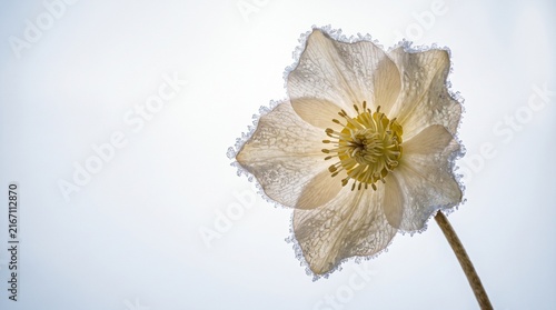 Frozen white anemone flower with copy space for winter beauty design