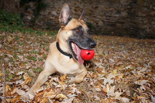 Canvas Print Belgian Malinois dog lying on autumn leaves with red ball outdoors
