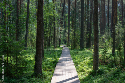 Wooden walkway leading through a lush pine forest, surrounded by green vegetation and tall trees on a sunny summer day. High quality photo
