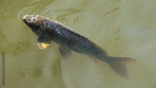 Fotografie Common carp swimming near surface in Lake Mulwala