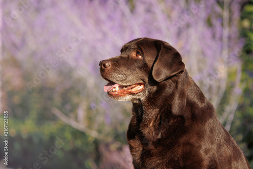 Konstfotografi Senior Chocolate Labrador Retriever Profile with Lavender, Copy Space