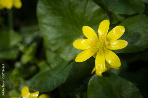 Cuadro en lienzo Close‑up of a bright yellow lesser celandine (Ficaria verna) flower with eight glossy petals and green heart‑shaped leaves under natural daylight in spring