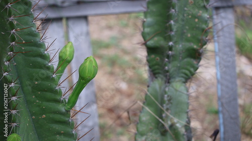 Canvas Print The image features a tall, green cactus with prominent spines along its ridges