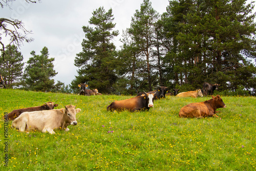 A herd of cows grazing peacefully in a wide open meadow surrounded by the beautiful landscapes of the Georgian land