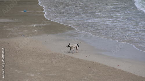 Foto A lone dog stands near the shoreline on a mostly empty beach, facing the water